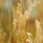 Yeni üyeliklerde Alev Casino güncel giriş bağlantısı aktif olmalı